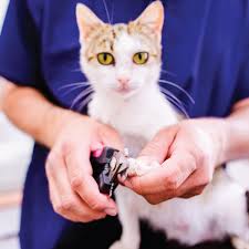 Your cat will see vetriscience as a treat, so you won't have to fight her to eat it. Pet Salon For Dogs Cats Luxury Service With Grooming Playtime No Sedatives