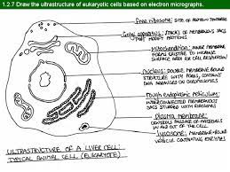 We did not find results for: The Ultrastructure Of Cells Topic 1 2 1