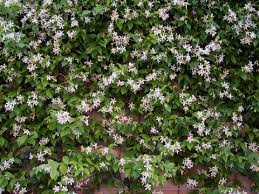 Common names include confederate jasmine, southern jasmine, star jasmine, confederate jessamine, and chinese star jasmine. Star Jasmine Sierra Vista Growers
