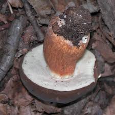 Image result for Boletus variipes