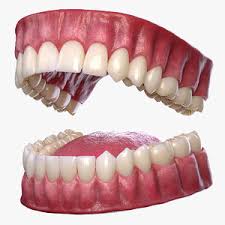 Free 3d Teeth Models Turbosquid