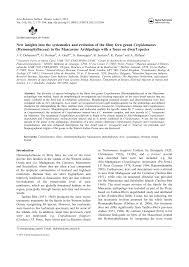 Image result for Crepidomanes chevalieri