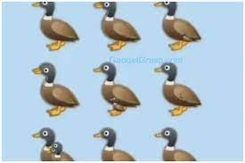 If you fail, then bless your heart. How Many Ducks Are In The Picture The Viral Challenge Sweeping The Internet Explained