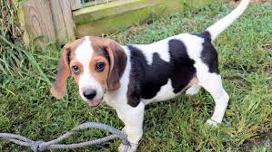 Full blooded beagle puppies (gbo > walnut cove ) pic hide this posting restore restore this posting. Pup Goes From Stray To Star Beagle Found Wandering On Busy Nc Road Makes Puppy Bowl Xv Lineup Wfmynews2 Com