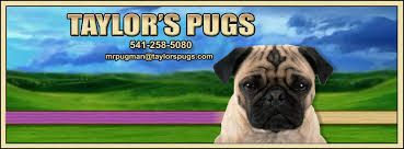Josh losli set out to find a black pug puppy for his girlfriend's 21 st birthday. Taylor S Pugs Home Facebook
