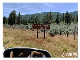 Yellow post camping thomas mountain. Thomas Mountain Yellow Post Sites Florum Fashion Magazine Green Beauty I Ethical Fashion I Submissions