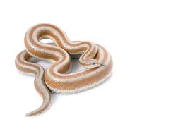 Rosy Boa Snakes Proper Feeding And Care Schedule Embora Pets