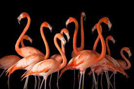 Bird Guide Endangered Species And Why They Matter Flamingo Bird Guides Joel Sartore