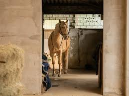 Durch erfahrung lernen, klug werden. Miryam Husain Zentrum Fur Pferdegerechtes Reiten Schulweg54a Ankum 2021