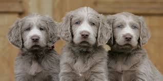 Long Haired Weimaraner Puppies Never Seen One But Cute Weimaraner Puppies Cute Puppies Weimaraner Dogs