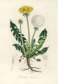 Leontodon Taraxacuma Illustration From Medical Botany 1836 By John Stephenson And James Morss Churchill Illustration Plant Illustration Botanical Wall Art
