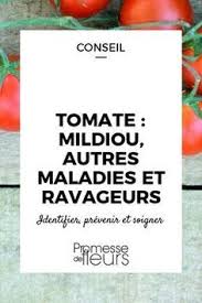 Tomate Mildiou Autres Maladies Et Ravageurs Mildiou Maladie Tomate Jardin De Tomates