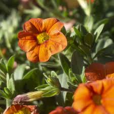 Image result for calibrachoa million bells