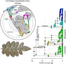 Image result for Cunoniaceae