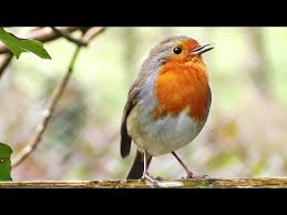Bird Sounds Birds Singing Listen 62 Robin Birds Chirping And Singing Beautiful Bird Sounds And Bird Song Youtube Robin Bird Birds Beautiful Birds