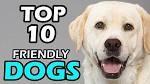 Friendly Dog Breeds (Child, Family, Big, Small)