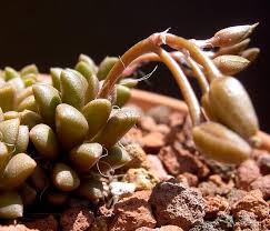 Image result for Anacampseros