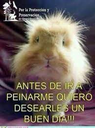 Pin By Magda Guzman On Buenos Dias Good Morning Funny Funny Pictures Good Morning Good Night