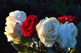 Ab dem morgigen mittwoch, 23. Corona Krise In Wien Bestattungen Werden Fur Angehorige Live Im Internet Ubertragen Panorama Stuttgarter Zeitung