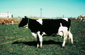 Buy & sell on ireland's largest dairy cattle marketplace. Holstein Friesian Cattle An Overview Sciencedirect Topics