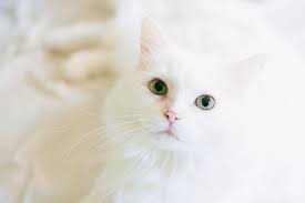 Check spelling or type a new query. Best Vet Clinic And Veterinarians In Regina Saskatchewan For Your Pets