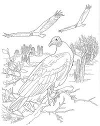 If kids are able to color a picture first and look at the different parts of the bird, they can more easily relate what they just colored to what they are going to learn about. Bird Coloring Pages Free Printable Realistic