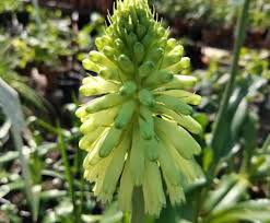 Image result for Ochna barbosae