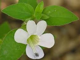 Image result for Barleria vollesenii