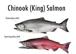 The Chinook King Tyee Blackmouth Salmon Is The Largest