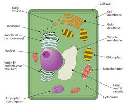 • plant cells enlarge themselves to grow their cells for which they require water while animal. Cell Biology Cell Structure Cell Functions Cell Division Cell Theory And Cell Organelles Gktoday