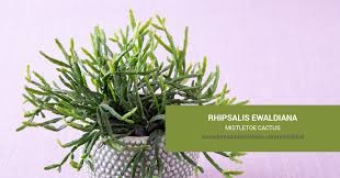Image result for Rhipsalis
