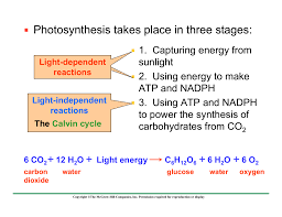 Photosynthesis Takes Place In Three Stages