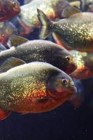 Piranhas
