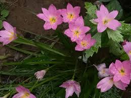 Image result for Isoglossa laxiflora