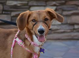 The redbone coonhound mix can have multiple purebred or mixed breed lineage. Dog For Adoption Clementine An Australian Shepherd Redbone Coonhound Mix In Phoenix Az Petfinder