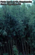 Image result for Oxytenanthera abyssinica