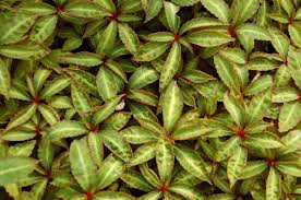 Image result for Impatiens gomphophylla