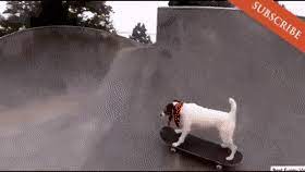 Weitere ideen zu lustig, lustige bilder, lustige videos. Best Lustige Videos Zum Totlachen Gifs Gfycat