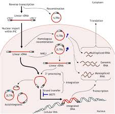 Image result for Integrase Strand Transfer Inhibitor