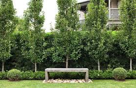 Ornamental Pear Screen With Agapanthus Google Search Hedges Landscaping Garden Hedges Australian Garden