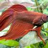 The crowntail trait can be found in bettas of any tail type and shape. Https Encrypted Tbn0 Gstatic Com Images Q Tbn And9gctbtyyzsc9d6vuh6cd J46 Ptu G1wrwghtfu En5nenxuujd4b Usqp Cau