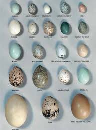 Photograph Eggs Of Some Of The Common Birds Effectively