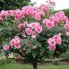 This rose needs special maintenance in order to grow properly. 1