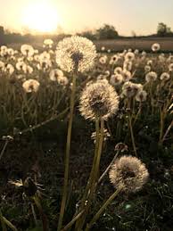 Find over 100+ of the best free dandelion images. Hd Wallpaper Dandelions Makeawish Dandles Sunrise Backgrounds Phone Wallpaper Wallpaper Flare