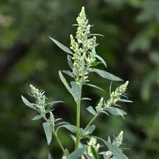 Image result for Chenopodium
