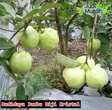 Daging buah pada jambu kristal putih juga lebih banyak ketimbang jenis jambu lainnya karena kandungan bijinya hanya sekitar tiga persen. Cara Ampuh Membuat Bunga Jambu Kristal Tidak Mudah Rontok Jualbenihmurah Com