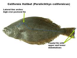 Odfw Sport Pacific Halibut Faq