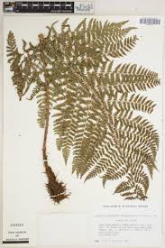 Image result for Selaginella goudotiana