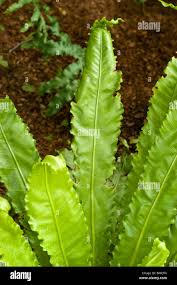 Image result for Aspleniaceae