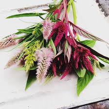 Pin On Gardening
